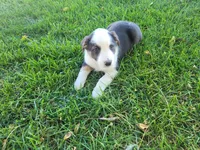 Lady, a female Australian Shepherd and German Shepherd Dog for sale in Inkster, MI – 4 of 5
