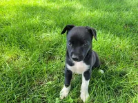 Black , a male German Shepherd Dog and Labrador Retriever for sale in Inkster, MI – 2 of 3