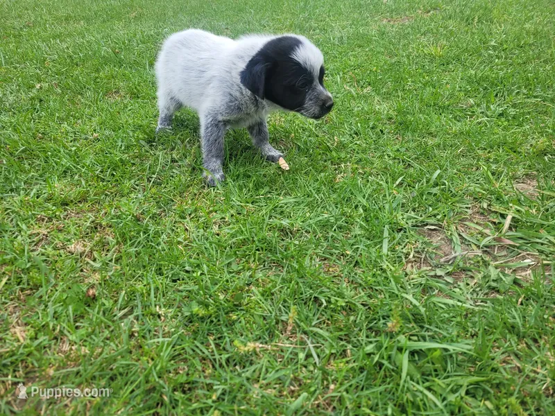 Max  – Australian Cattle Dog, Poodle - Miniature  puppy for sale in Inkster, MI