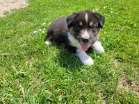 Ram, a male Australian Shepherd and German Shepherd Dog for sale in Inkster, MI – 3 of 3