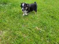 Ash, a male Australian Shepherd and Border Collie for sale in Inkster, MI – 4 of 4