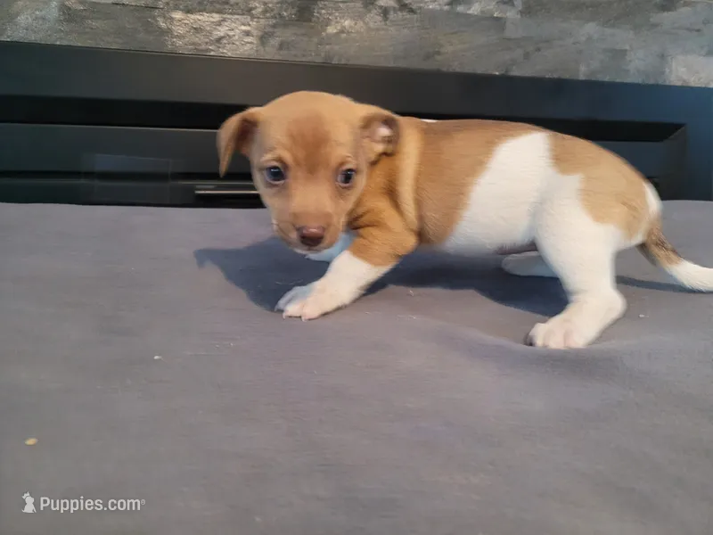 Stacy, a female Jack Russell Terrier for sale in Inkster, MI – 1 of 4