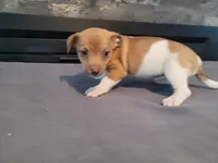 Stacy, a female Jack Russell Terrier for sale in Inkster, MI – 1 of 4