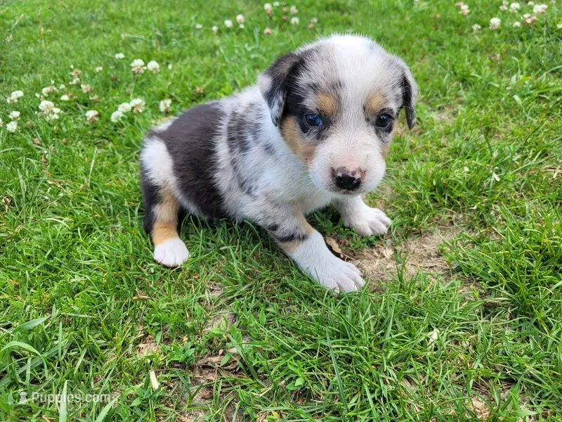 Lulu  – Australian Shepherd, German Shepherd Dog puppy for sale in Inkster, MI