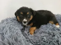 Ram, a male Australian Shepherd and German Shepherd Dog for sale in Inkster, MI – 2 of 4