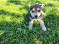 Jackie, a female German Shepherd Dog and Siberian Husky for sale in Inkster, MI – 5 of 5