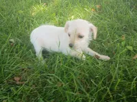 Ram, a male Chihuahua and Poodle - Toy  for sale in Inkster, MI – 3 of 6