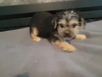 Lulu , a female Morkie for sale in Inkster, MI – 2 of 4