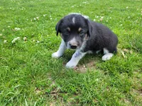 Linda , a female Australian Shepherd and German Shepherd Dog for sale in Inkster, MI – 3 of 4