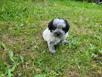Ram, a male Australian Cattle Dog and Poodle - Miniature  for sale in Inkster, MI – 5 of 6