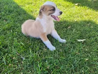 Lulu , a female Australian Shepherd and German Shepherd Dog for sale in Inkster, MI – 1 of 5