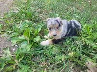 Daisy , a female Australian Shepherd and German Shepherd Dog for sale in Inkster, MI – 4 of 6