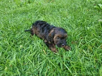 Brown, a male Cavapoo for sale in Inkster, MI – 3 of 6