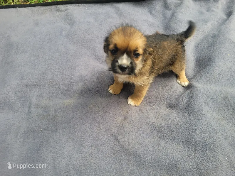 Sugar – Morkie puppy for sale in Inkster, MI