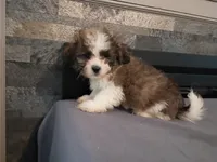 Oliver, a male Havanese and Shih Tzu for sale in Inkster, MI – 3 of 6
