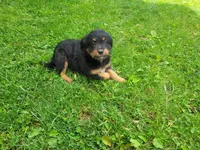 Stacy, a female Australian Shepherd and Border Collie for sale in Inkster, MI – 4 of 4