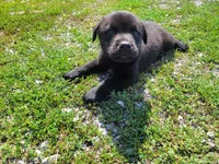 John , a male Australian Shepherd and Labrador Retriever for sale in Inkster, MI – 3 of 4