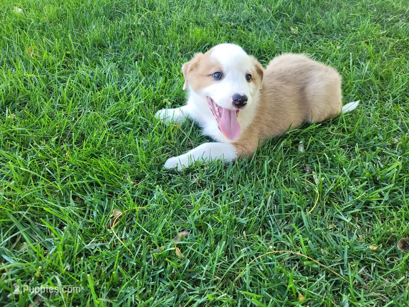 Ram – Australian Shepherd, German Shepherd Dog puppy for sale in Inkster, MI