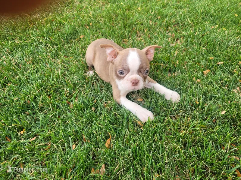 Lady – Boston Terrier puppy for sale in Inkster, MI