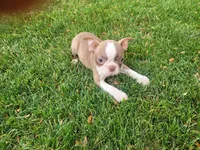 Lady, a female Boston Terrier for sale in Inkster, MI – 1 of 6