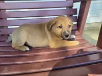 Kim , a female Australian Shepherd and German Shepherd Dog for sale in Inkster, MI – 5 of 5