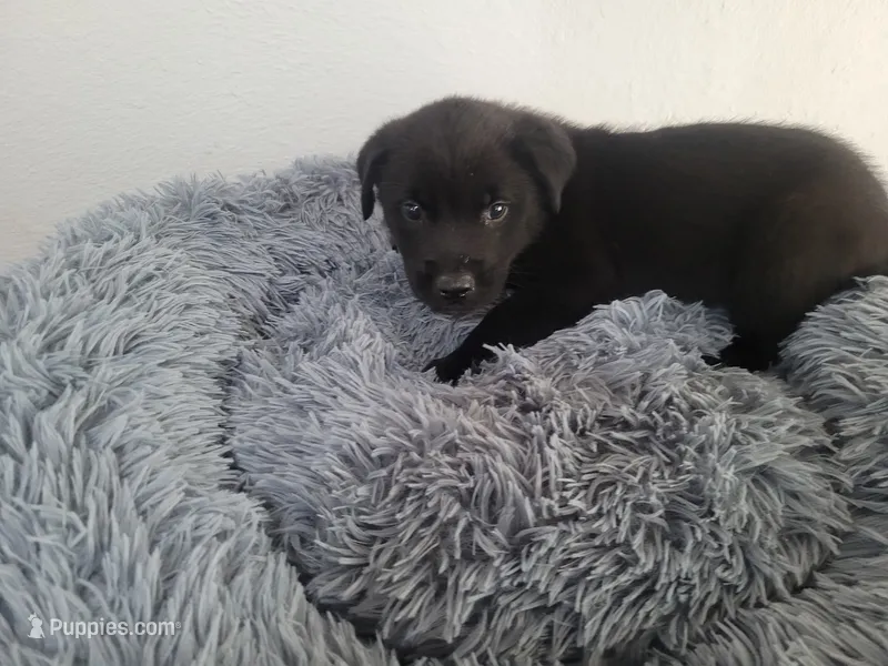 Black  – Australian Shepherd, Labrador Retriever puppy for sale in Inkster, MI