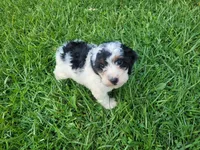 Daisy , a female Cavapoo for sale in Inkster, MI – 4 of 5