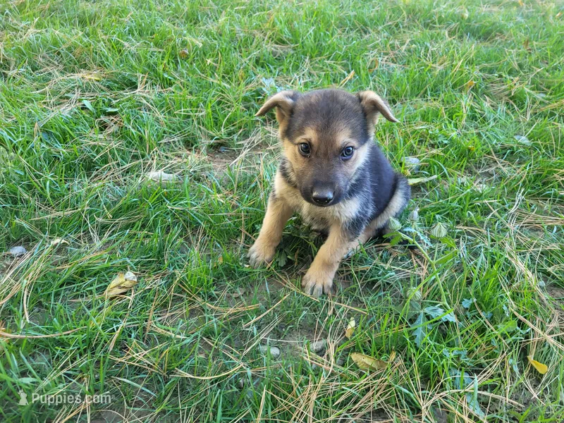 Ram – Australian Shepherd, German Shepherd Dog puppy for sale in Inkster, MI