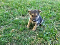 Ram, a male Australian Shepherd and German Shepherd Dog for sale in Inkster, MI – 1 of 3