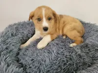 Lulu , a female Australian Shepherd and German Shepherd Dog for sale in Inkster, MI – 3 of 5