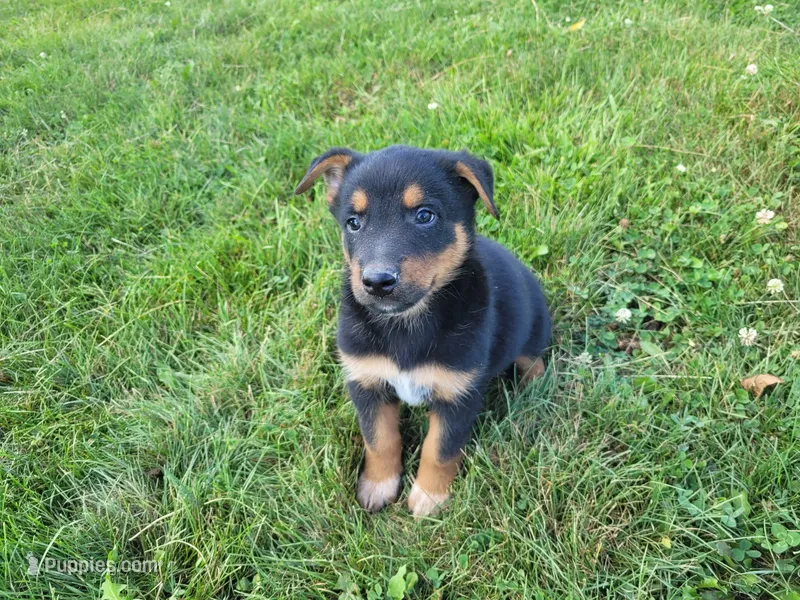 Jack  – Australian Shepherd, German Shepherd Dog puppy for sale in Inkster, MI