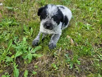 John , a male Australian Cattle Dog and Poodle - Miniature  for sale in Inkster, MI – 2 of 4