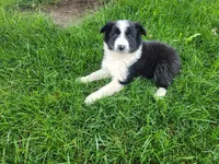 Lady, a female Border Collie for sale in Inkster, MI – 3 of 4