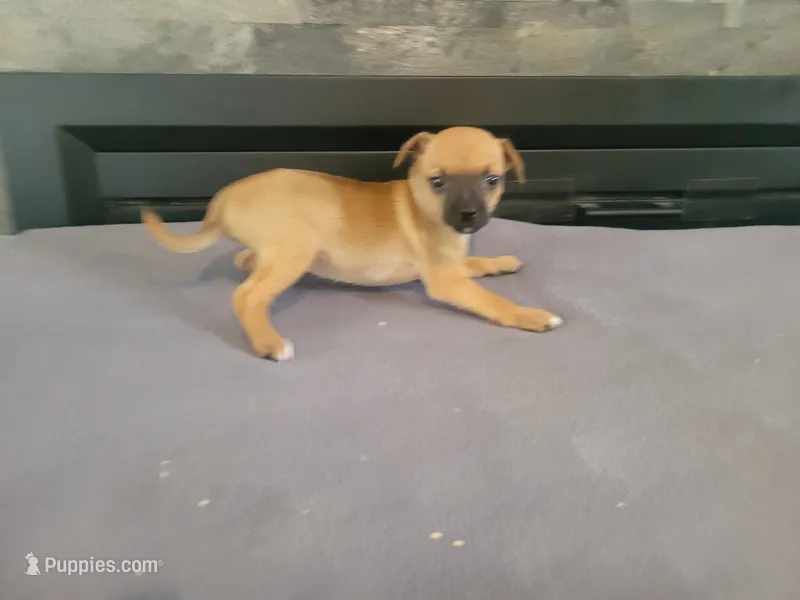 Daisy  – Jack Russell Terrier puppy for sale in Inkster, MI