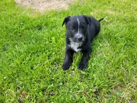 Daisy , a female German Shepherd Dog and Labrador Retriever for sale in Inkster, MI – 2 of 3