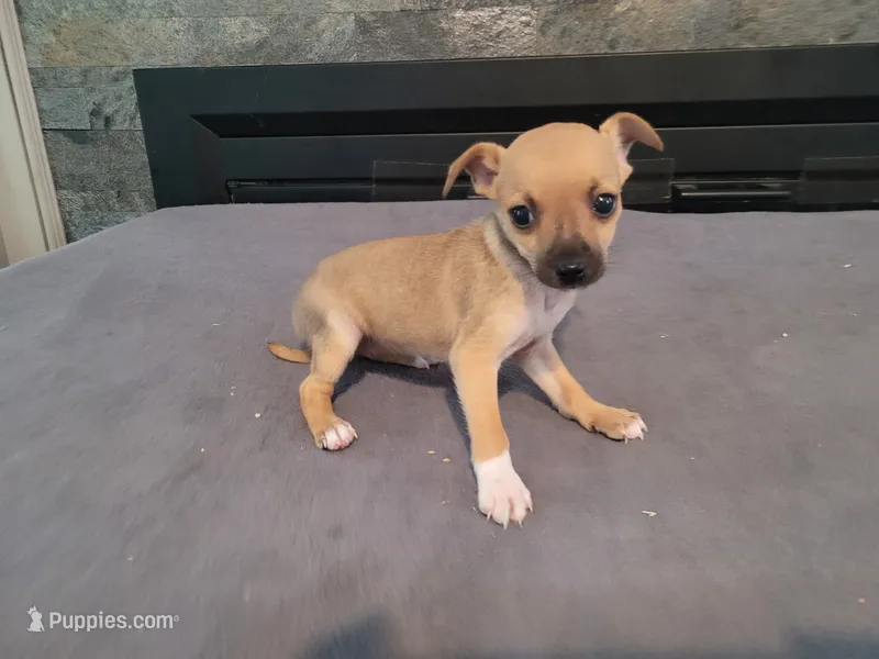 Lulu  – Jack Russell Terrier puppy for sale in Inkster, MI