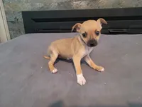 Lulu , a female Jack Russell Terrier for sale in Inkster, MI – 1 of 3