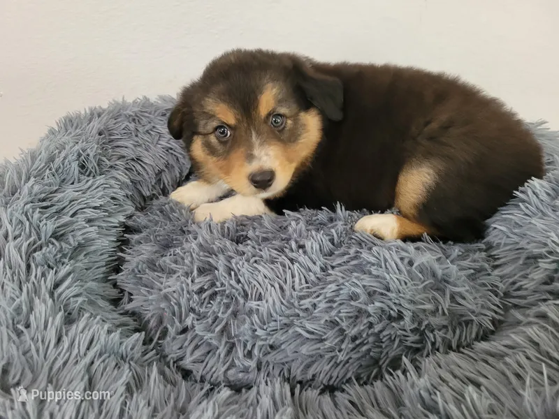 Jason – Australian Shepherd, German Shepherd Dog puppy for sale in Inkster, MI