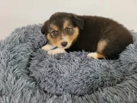 Jason, a male Australian Shepherd and German Shepherd Dog for sale in Inkster, MI – 1 of 5
