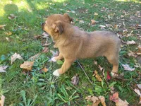 Kim , a female Australian Shepherd and German Shepherd Dog for sale in Inkster, MI – 5 of 6