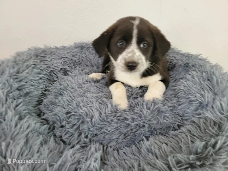 Linda  – Australian Shepherd, German Shepherd Dog puppy for sale in Inkster, MI