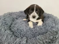 Linda , a female Australian Shepherd and German Shepherd Dog for sale in Inkster, MI – 1 of 4