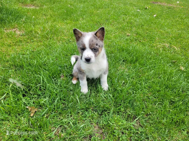 Ram – Australian Shepherd, Border Collie puppy for sale in Inkster, MI