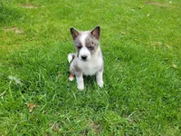 Ram, a male Australian Shepherd and Border Collie for sale in Inkster, MI – 1 of 5