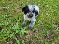 John , a male Australian Cattle Dog and Poodle - Miniature  for sale in Inkster, MI – 4 of 4
