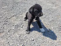 Daisy , a female Australian Shepherd and Labrador Retriever for sale in Inkster, MI – 3 of 5