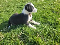 Lady, a female Border Collie and German Shepherd Dog for sale in Inkster, MI – Photo 2 of 4