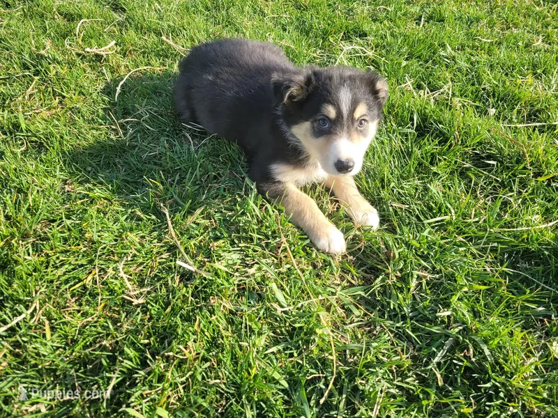 John , a male Border Collie and German Shepherd Dog for sale in Inkster, MI – Photo 1 of 4