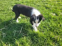 Lady, a female Border Collie and German Shepherd Dog for sale in Inkster, MI – Photo 3 of 4