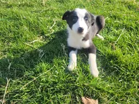 Lady, a female Border Collie and German Shepherd Dog for sale in Inkster, MI – Photo 4 of 4